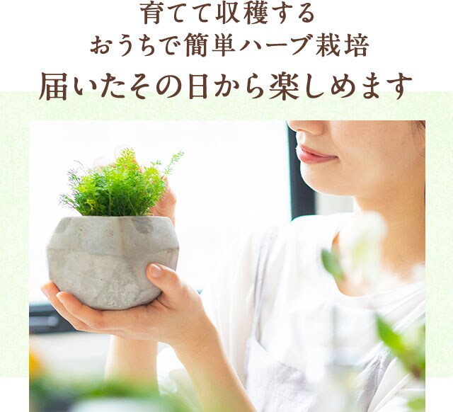 ハーブ苗寄せ植えセット｜ Ｏｉｓｉｘ産直おとりよせ市場