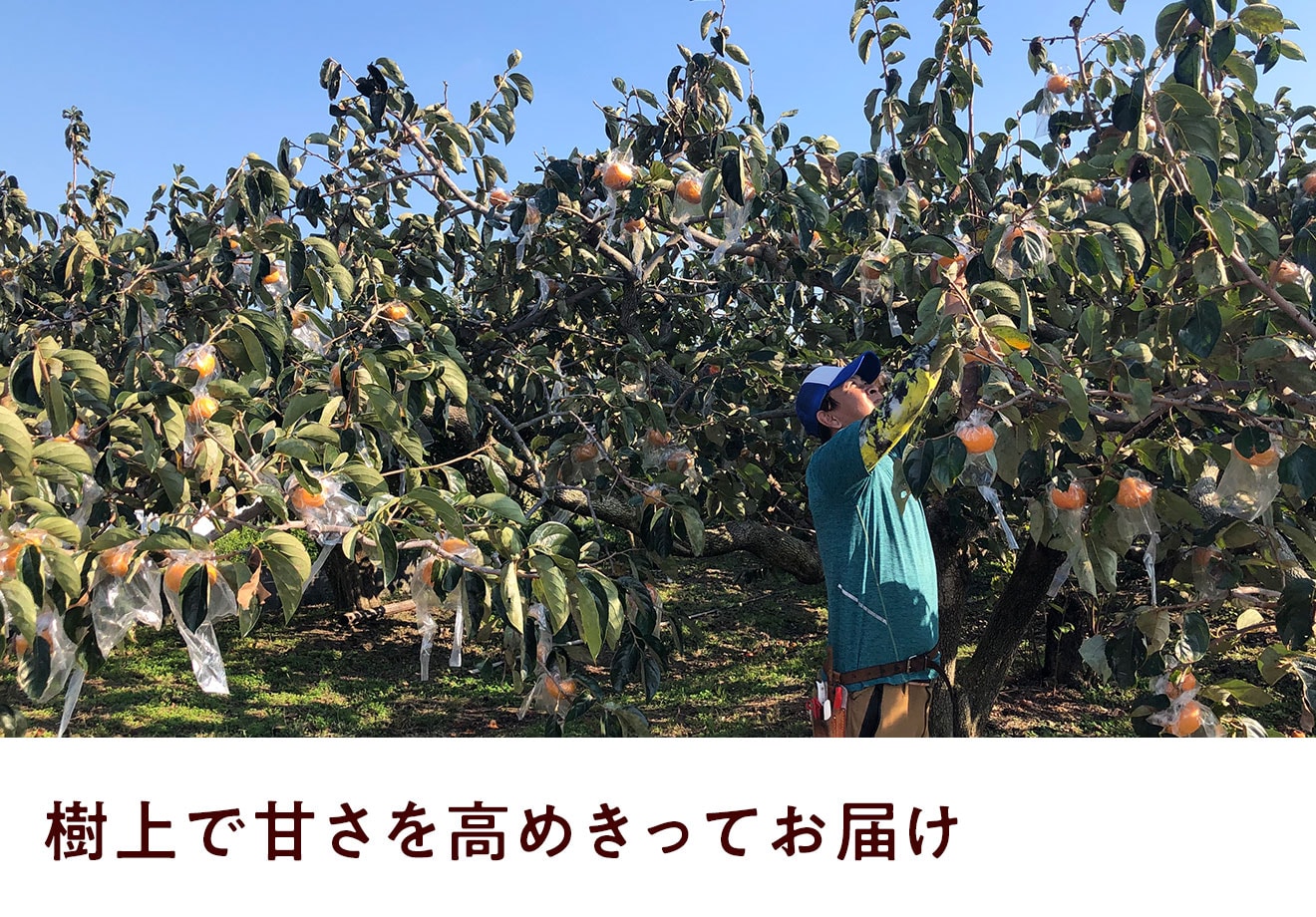 樹上で完熟！黒蜜柿｜ Ｏｉｓｉｘ産直おとりよせ市場