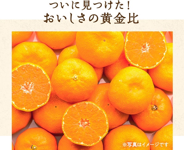 黄金比みかん ｏｉｓｉｘ産直おとりよせ市場