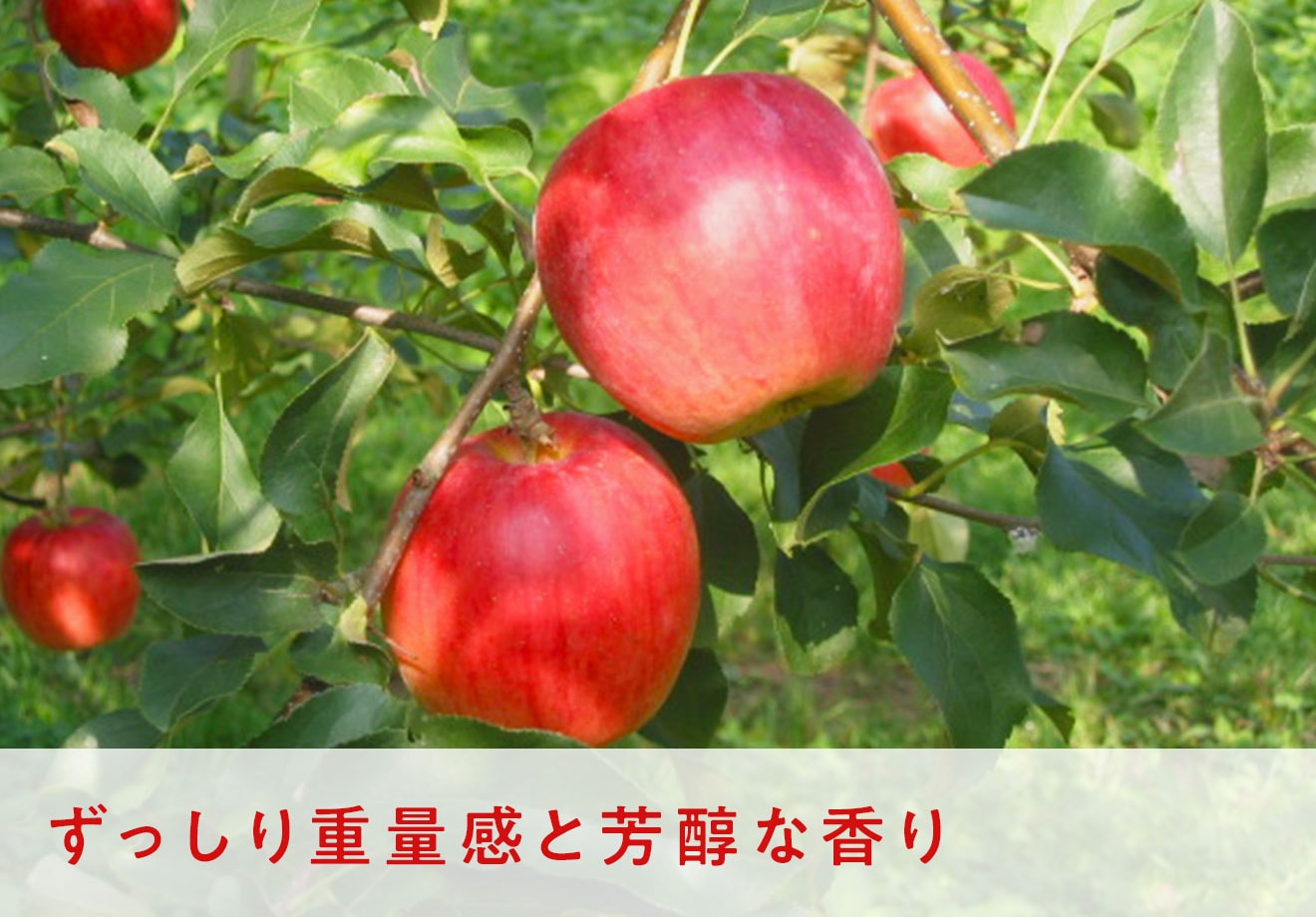 再入荷】 りんごの木さまご確認用 sushitai.com.mx