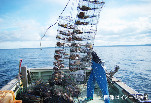 北海道サロマの特大トロホタテ ｏｉｓｉｘ産直おとりよせ市場