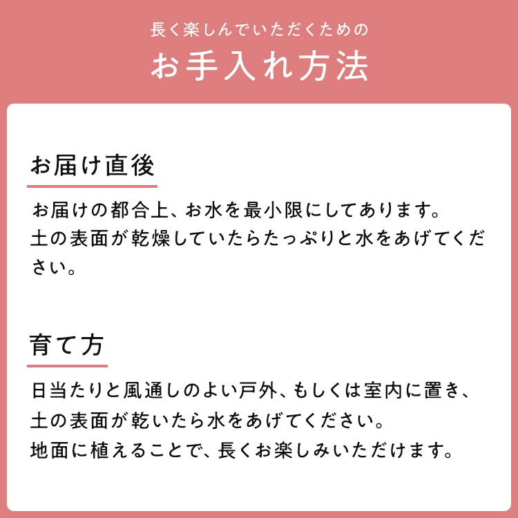 マーガレット いちごみるく 22年 Oisix母の日ギフト特集