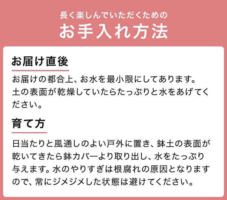 カーネーション オレンジ ｜ 2023年 Oisix母の日ギフト特集