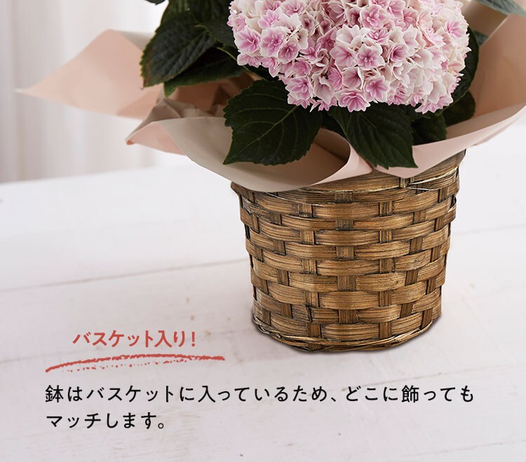 直営特価の通販サイト J-set 4号 8種8鉢 紫陽花 アジサイ | www 