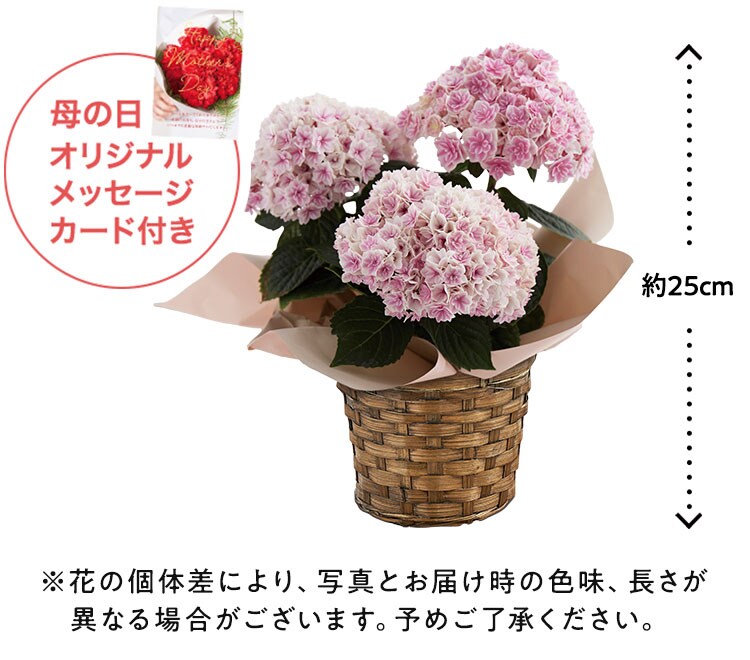 あじさい プリンセスシャーロット ピンク ｜ 2023年 Oisix母の日ギフト特集