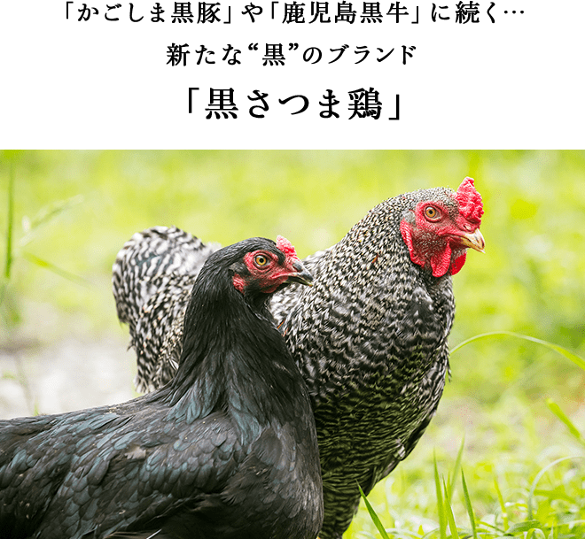 塚田農場 黒さつま鶏 しゃぶしゃぶセット おいしい名店めぐり Oisixおうちレストラン ｏｉｓｉｘ産直おとりよせ市場